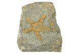 Feathery Starfish Fossil With Carpoid - Kaid Rami, Morocco #252152-1